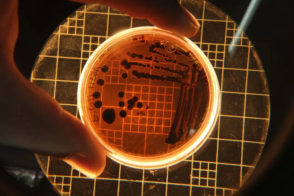 Biological vs. Technical Replicates: What n Counts
